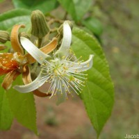 Grewia orientalis L.